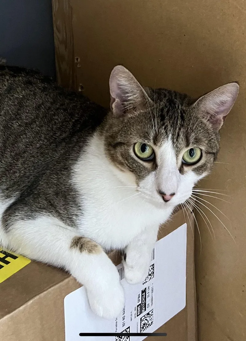 An adult medium-sized male American Shorthair cat named Meorpheus for adoption in Naples, FL