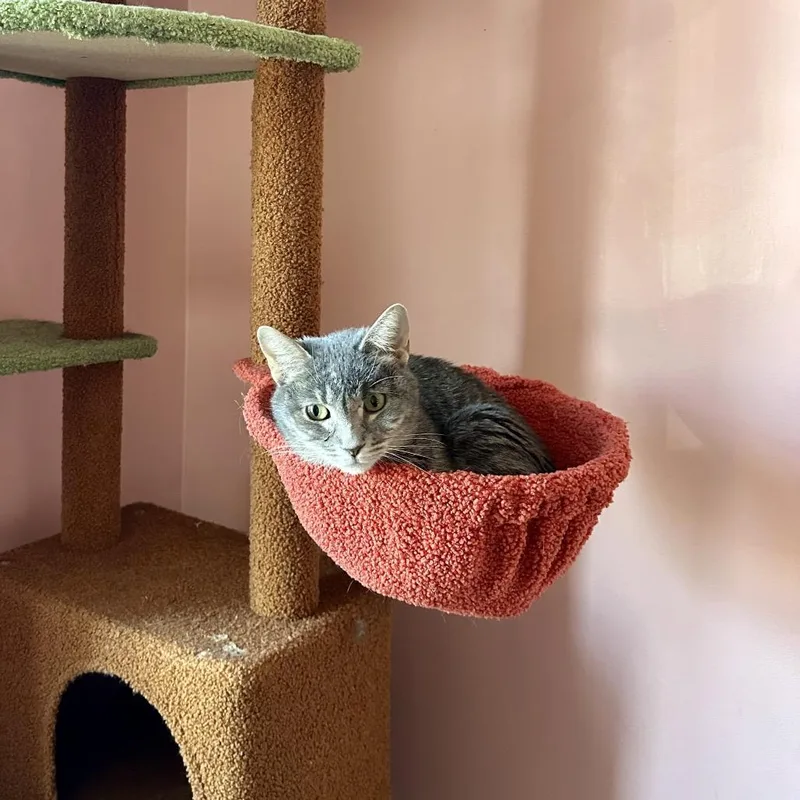 An adult small-sized female Gray / Blue / Silver Domestic Short Hair cat named Peanut for adoption in Glenview, IL