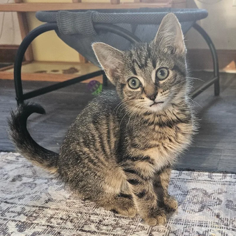 A baby medium-sized male Tabby (Brown / Chocolate) Domestic Short Hair cat named Peter for adoption in Toledo, OH