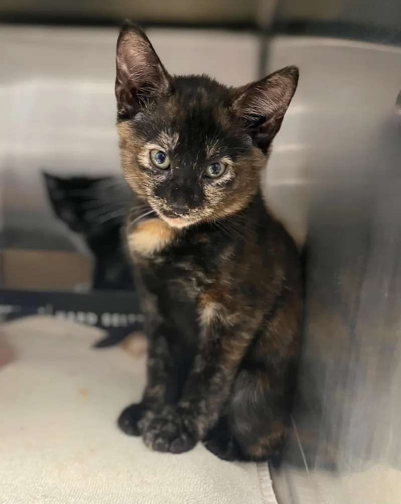 A baby medium-sized female Tortoiseshell Domestic Short Hair cat named Iduna for adoption in Seville, OH