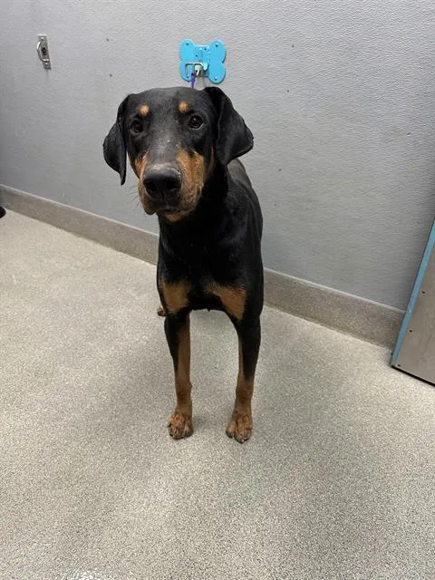 A young large-sized male Doberman Pinscher dog named Plex for adoption in Las Vegas, NV