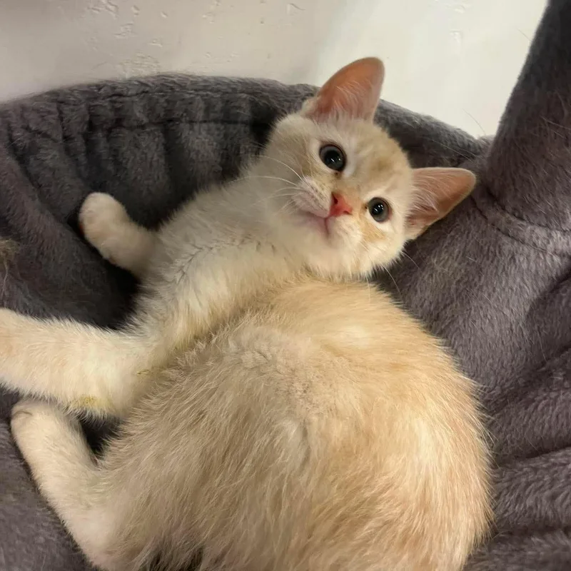 A young small-sized male Buff / Tan / Fawn Domestic Short Hair cat named Theo for adoption in Roosevelt, UT