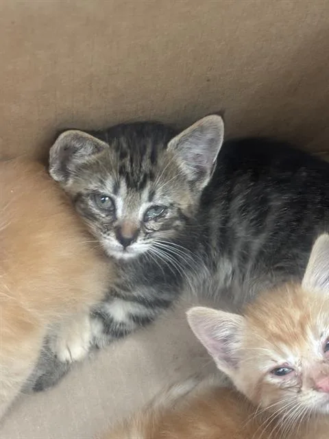 A baby medium-sized male Domestic Short Hair cat named Buddy for adoption in Dallas, TX