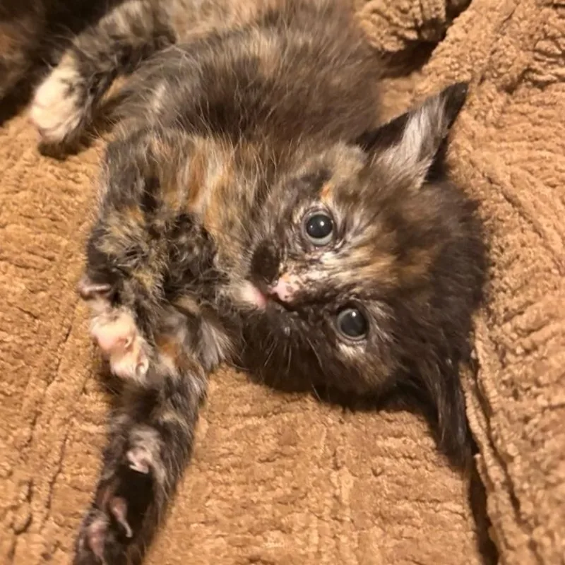 A baby small-sized female Tortoiseshell Domestic Short Hair cat named Sadie for adoption in Westminster, CA