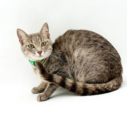 An adult small-sized female Domestic Short Hair cat named Cheeseburger for adoption in Bowling Green, KY