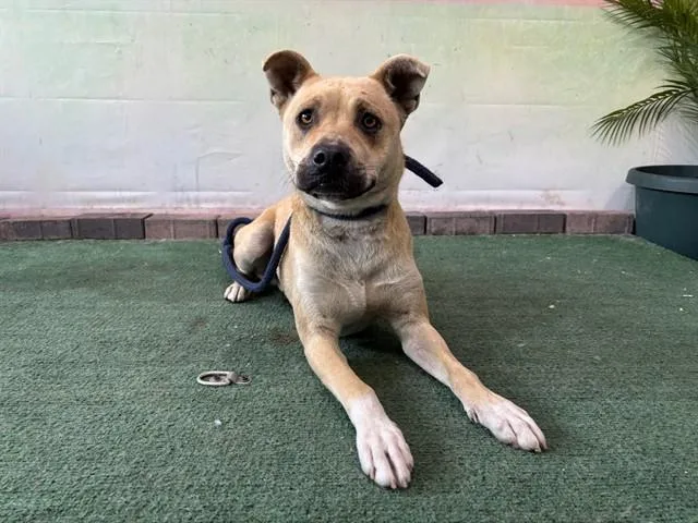 A young large-sized female Labrador Retriever dog named Jade for adoption in Baldwin Park, CA