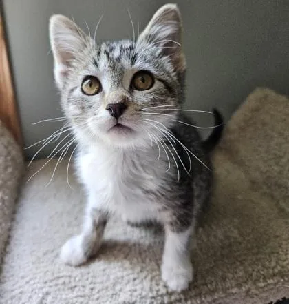 A baby small-sized male Domestic Short Hair cat named Orzo for adoption in Verona, WI