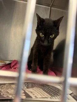A senior small-sized female Black Domestic Short Hair cat named CA  Esther for adoption in Glen Allen, VA
