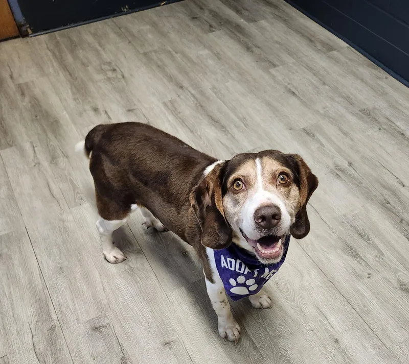 Deputy Dewey thumbnail 2