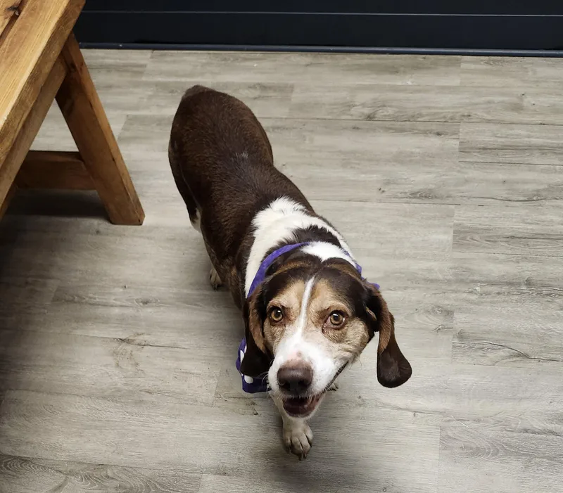 Deputy Dewey thumbnail 3