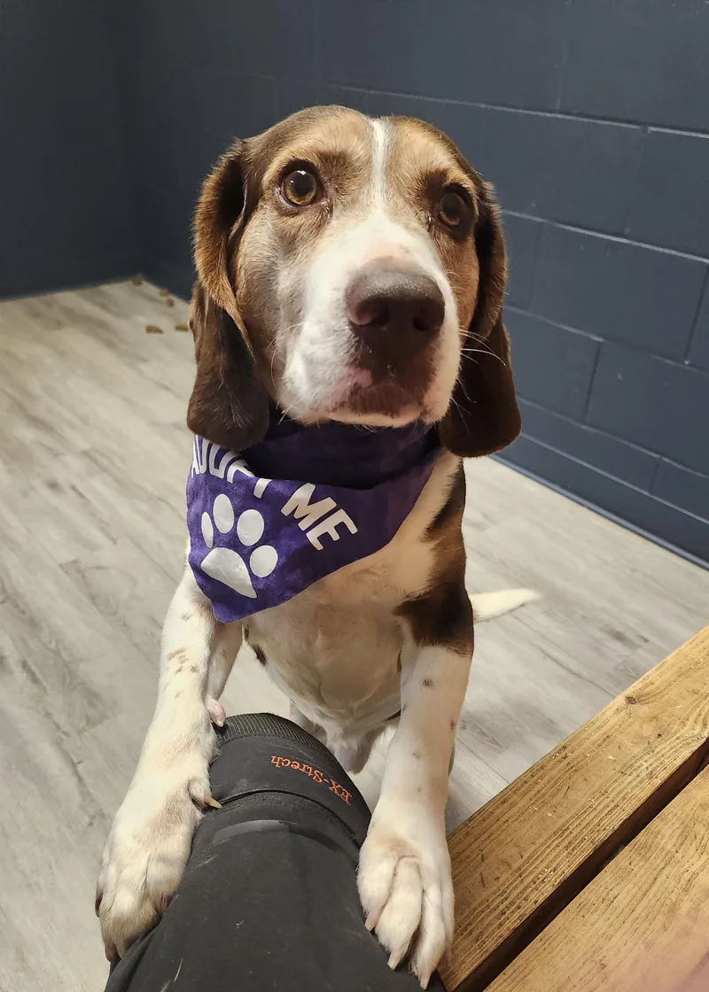 Deputy Dewey thumbnail 4