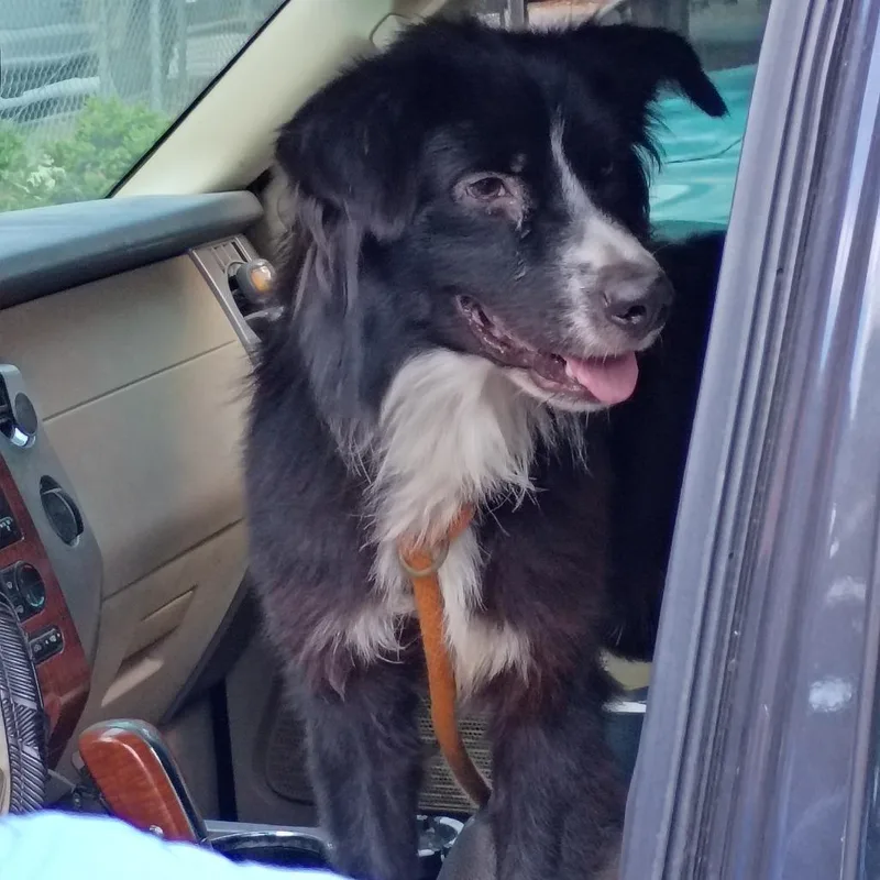 An adult medium-sized male Black Mixed Breed dog named StrayMarionStreet for adoption in Columbus, GA