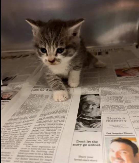 A baby small-sized male Domestic Short Hair cat named Lee for adoption in Riverside, CA