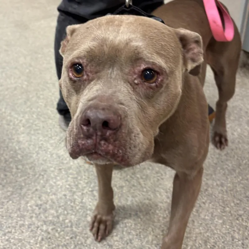 An adult medium-sized female Brown / Chocolate Mixed Breed dog named Elphaba for adoption in Jacksonville, FL