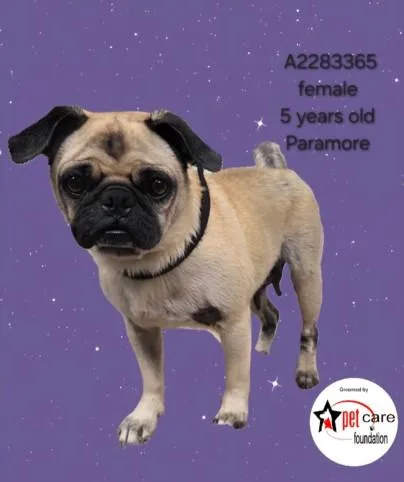 An adult medium-sized female Mixed Breed dog named Paramore for adoption in Los Angeles, CA