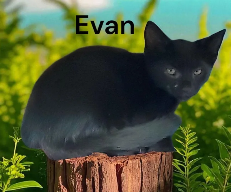 Evan thumbnail 2