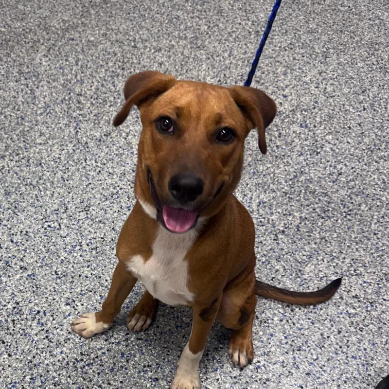 A young medium-sized female Brown / Chocolate Mixed Breed dog named Rachet for adoption in Greenville, SC