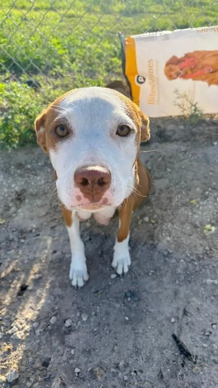 An adult medium-sized female Mixed Breed dog named Molly for adoption in Miami, FL