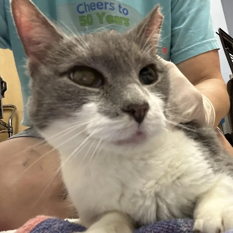A senior medium-sized female Gray / Blue / Silver Domestic Short Hair cat named Sasha for adoption in Oyster Bay, NY