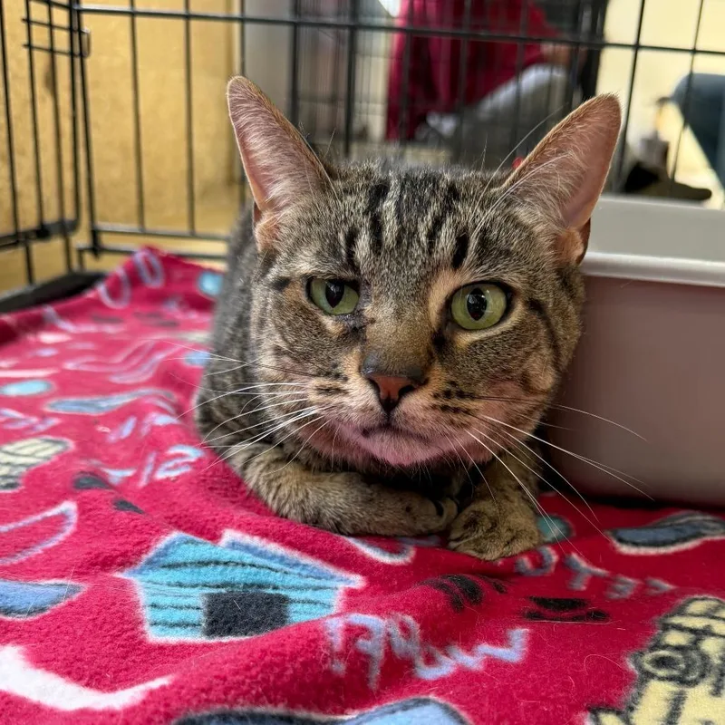 An adult medium-sized male Buff / Tan / Fawn Domestic Short Hair cat named Bilbo for adoption in Deerfield, IL