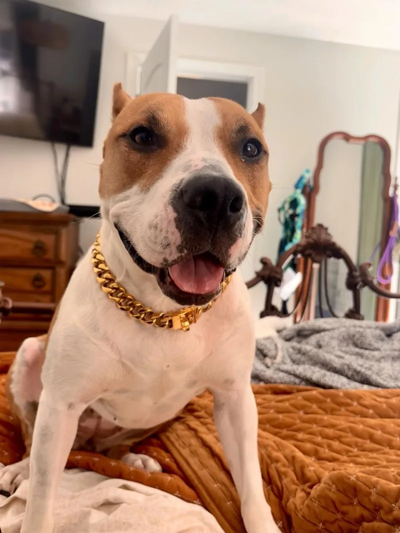 An adult medium-sized female Yellow / Tan / Blond / Fawn American Staffordshire Terrier dog named Pixie for adoption in Houston, TX