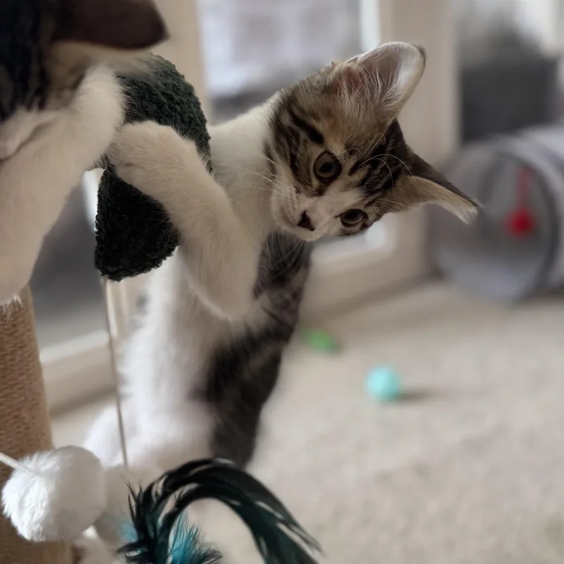 A baby medium-sized male Black Domestic Medium Hair cat named Cassian for adoption in Murfreesboro, TN