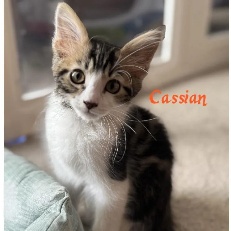 Cassian thumbnail 4