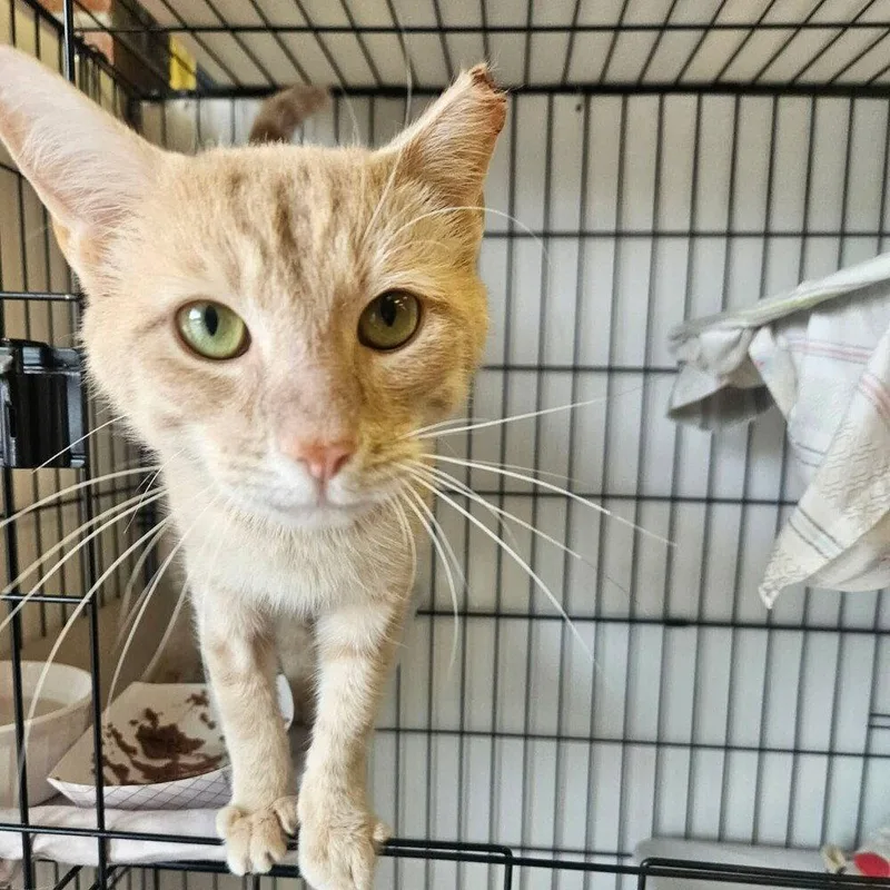 An adult medium-sized male Domestic Short Hair cat named Stash for adoption in Candler, NC