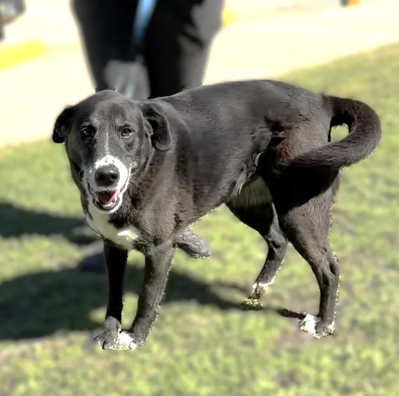 A senior medium-sized female Labrador Retriever dog named Myrtle Snow for adoption in Slidell, LA