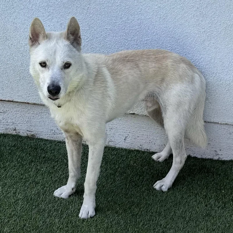An adult medium-sized male White / Cream Husky dog named Banana for adoption in Hawthorne, CA