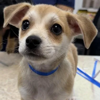 A baby small-sized male Mixed Breed dog named Claritin for adoption in Pleasanton, CA