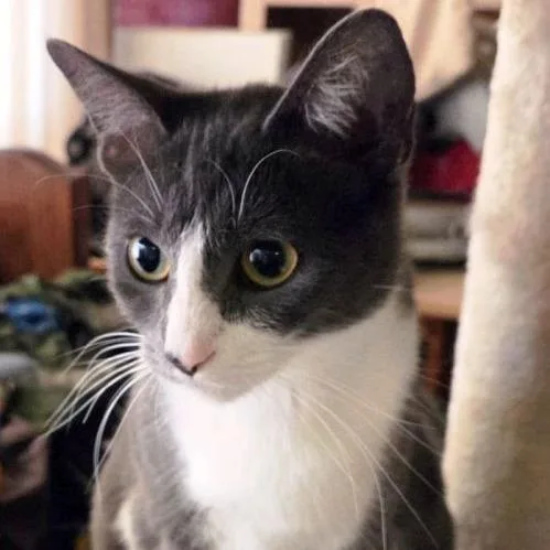 An adult large-sized female Gray / Blue / Silver Domestic Short Hair cat named Mandy for adoption in Concord, NH