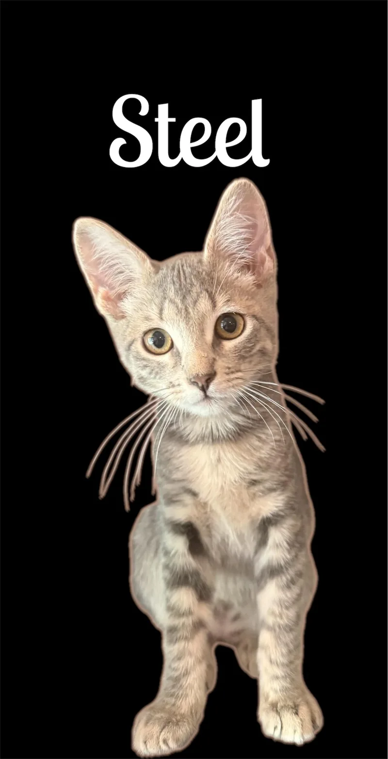 A baby small-sized male Tabby (Gray / Blue / Silver) Domestic Short Hair cat named Steel for adoption in Auburn, CA