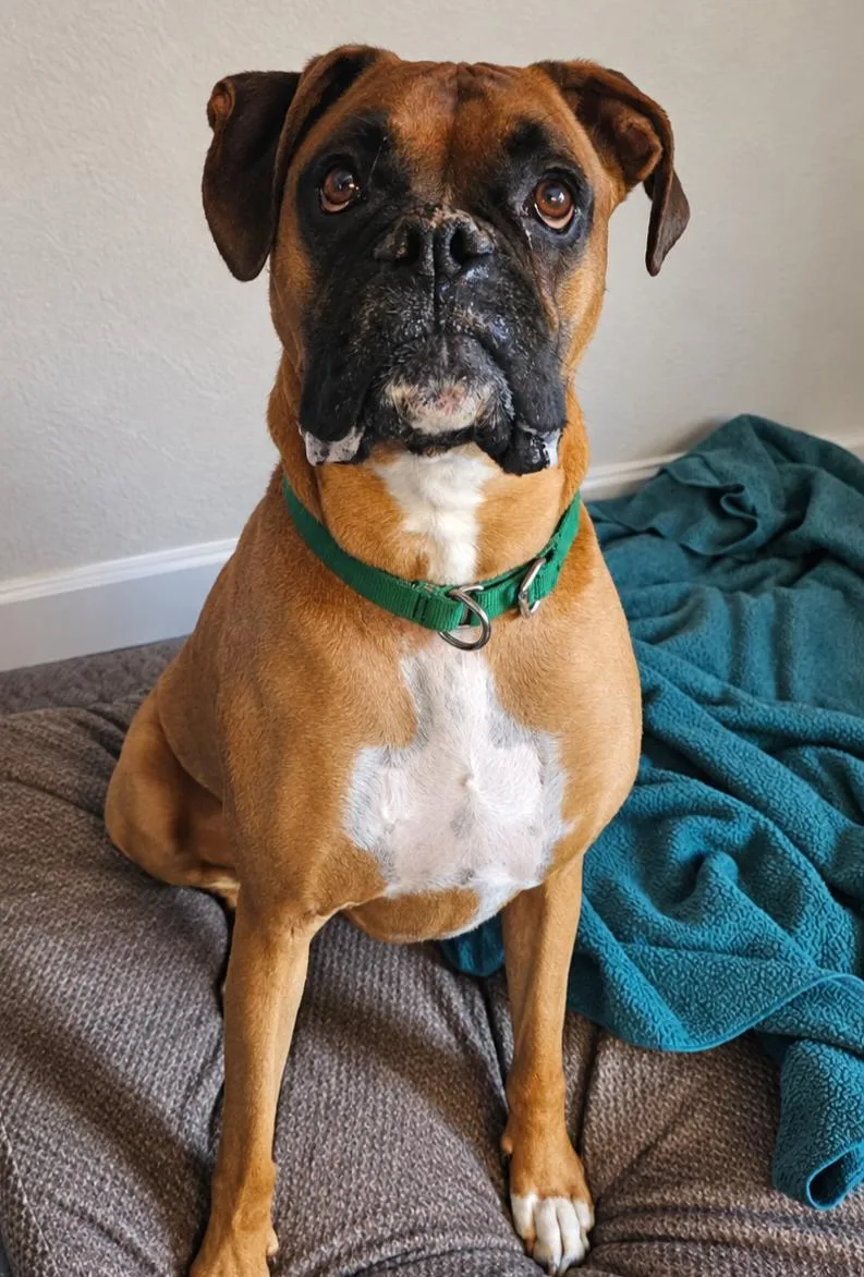 An adult large-sized male Brown / Chocolate Boxer dog named Charlie for adoption in Salem, NH