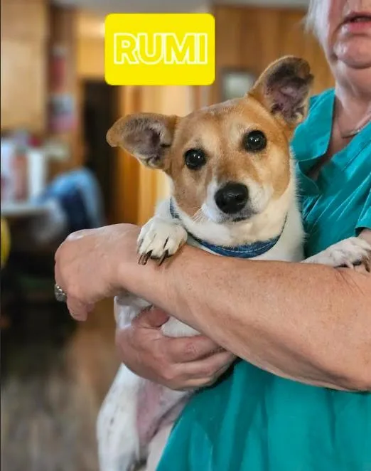 Rumi In La thumbnail 3