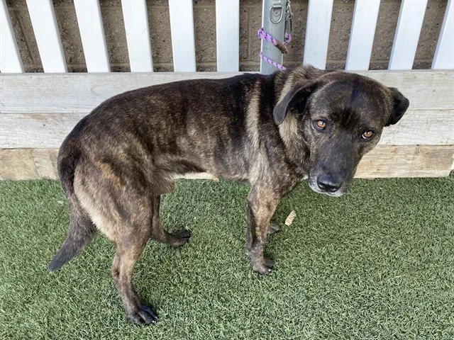 A young large-sized male Pit Bull Terrier dog named Pardi for adoption in Modesto, CA