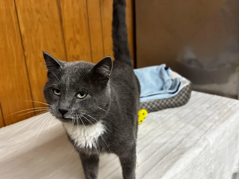 Theodore thumbnail 2