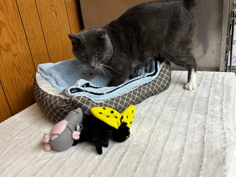 Theodore thumbnail 3