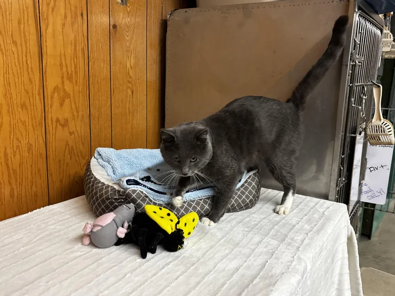 Theodore thumbnail 4