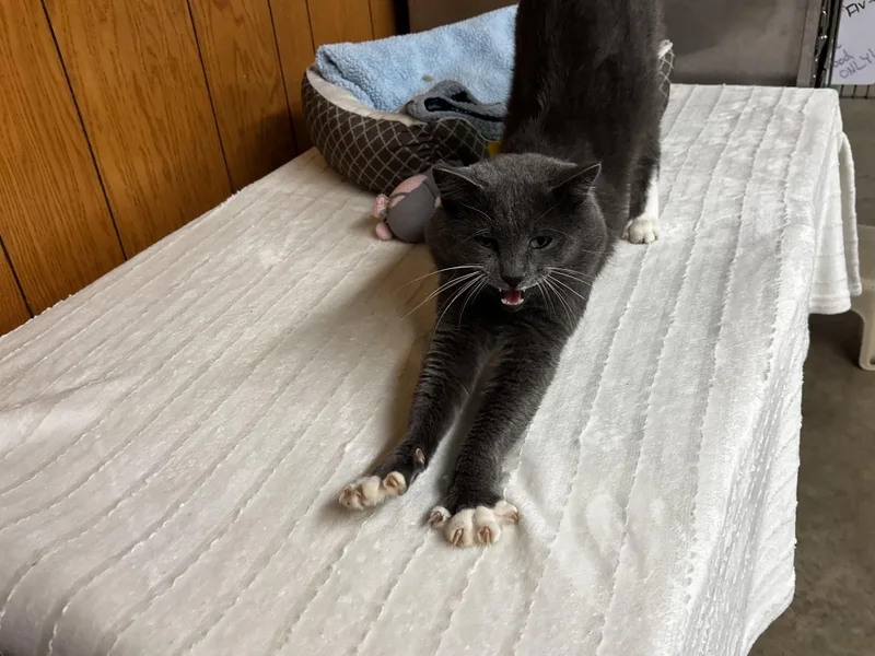 Theodore thumbnail 5