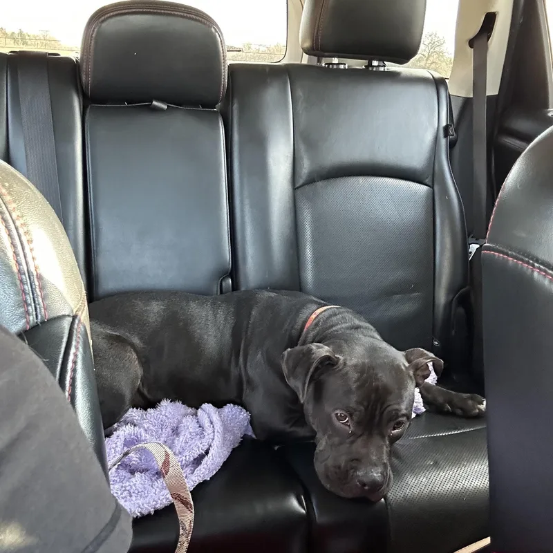 Pepper thumbnail 4