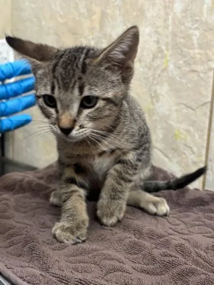 A baby small-sized male Domestic Short Hair cat named Haddie for adoption in Honolulu, HI