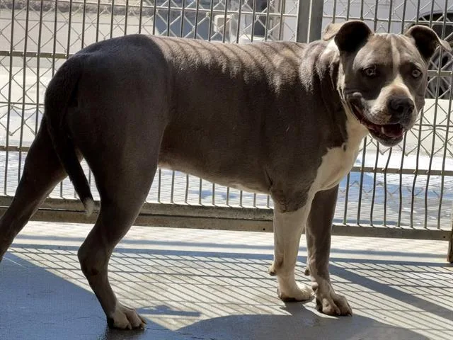 An adult large-sized male Pit Bull Terrier dog named Chance for adoption in Camarillo, CA