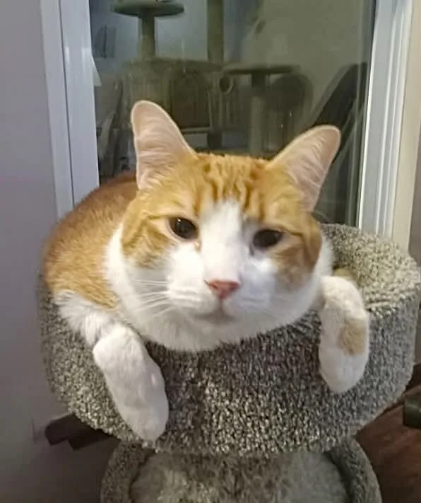 An adult small-sized male Tabby cat named Pj for adoption in Capshaw, AL