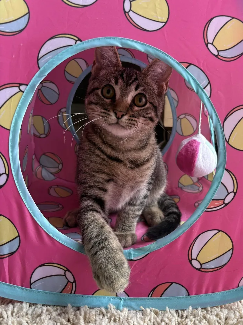 An adult medium-sized male Gray / Blue / Silver Domestic Short Hair cat named Wiley for adoption in Frisco, TX