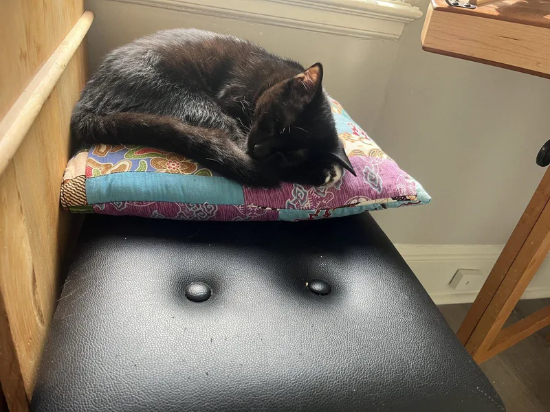 A young medium-sized male Black Domestic Short Hair cat named Benji for adoption in Herndon, VA