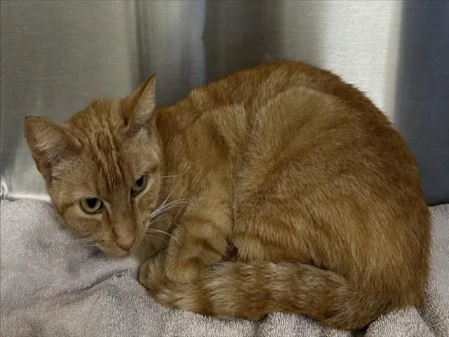 A young small-sized female Domestic Short Hair cat named Jae for adoption in Norco, CA