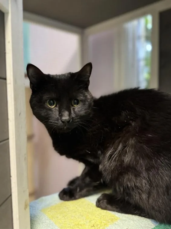 A young medium-sized male Black Domestic Short Hair cat named Onyx for adoption in Chicago, IL