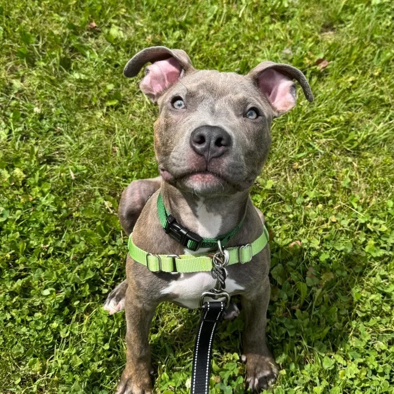A baby medium-sized male Gray / Blue / Silver Pit Bull Terrier dog named Merlin for adoption in Chicago, IL