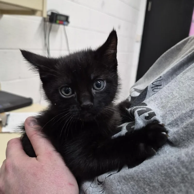 A baby small-sized female Black Domestic Short Hair cat named Dumpling for adoption in Ardmore, OK